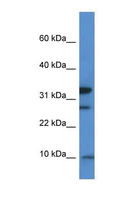 MRPS33 Antibody (aa50-99)