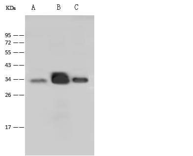 P2RY6 / P2Y6 Antibody (Preservative Free)