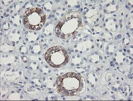 SLA2 / SLAP2 Antibody (clone OTI3E3)