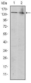 c-Kit / CD117 Antibody (clone 1C5)