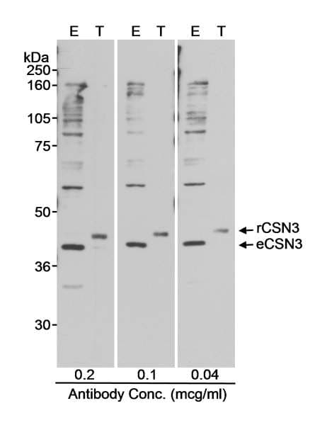COPS3 / CSN3 Antibody (aa325-375)