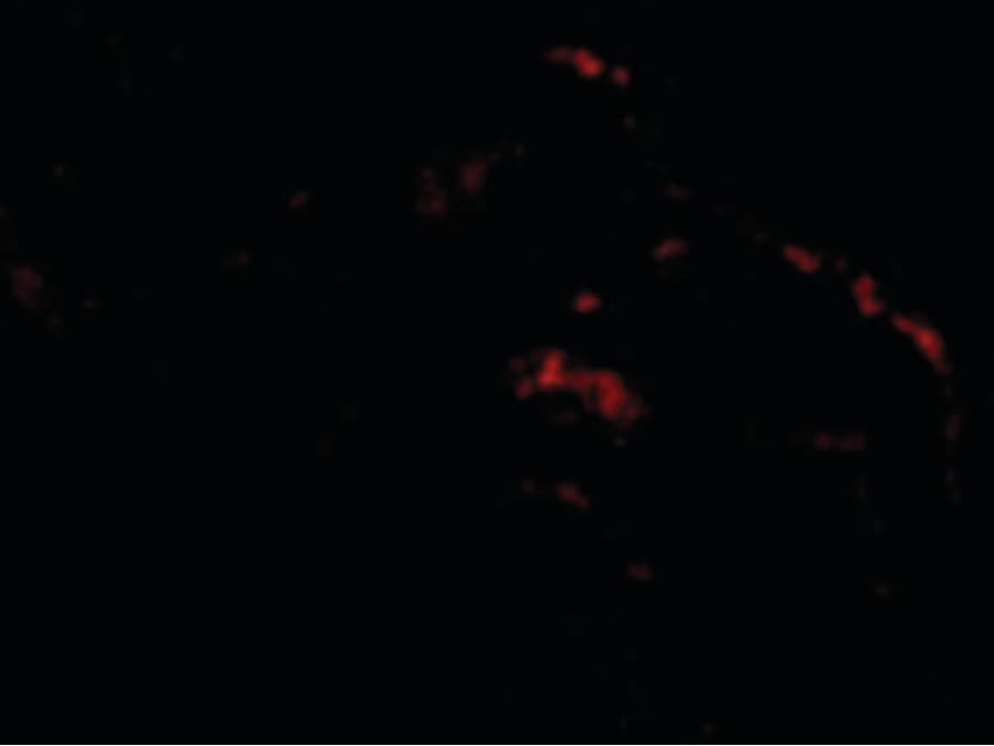 IHC-plus™ SEPT4 / Septin 4 Antibody