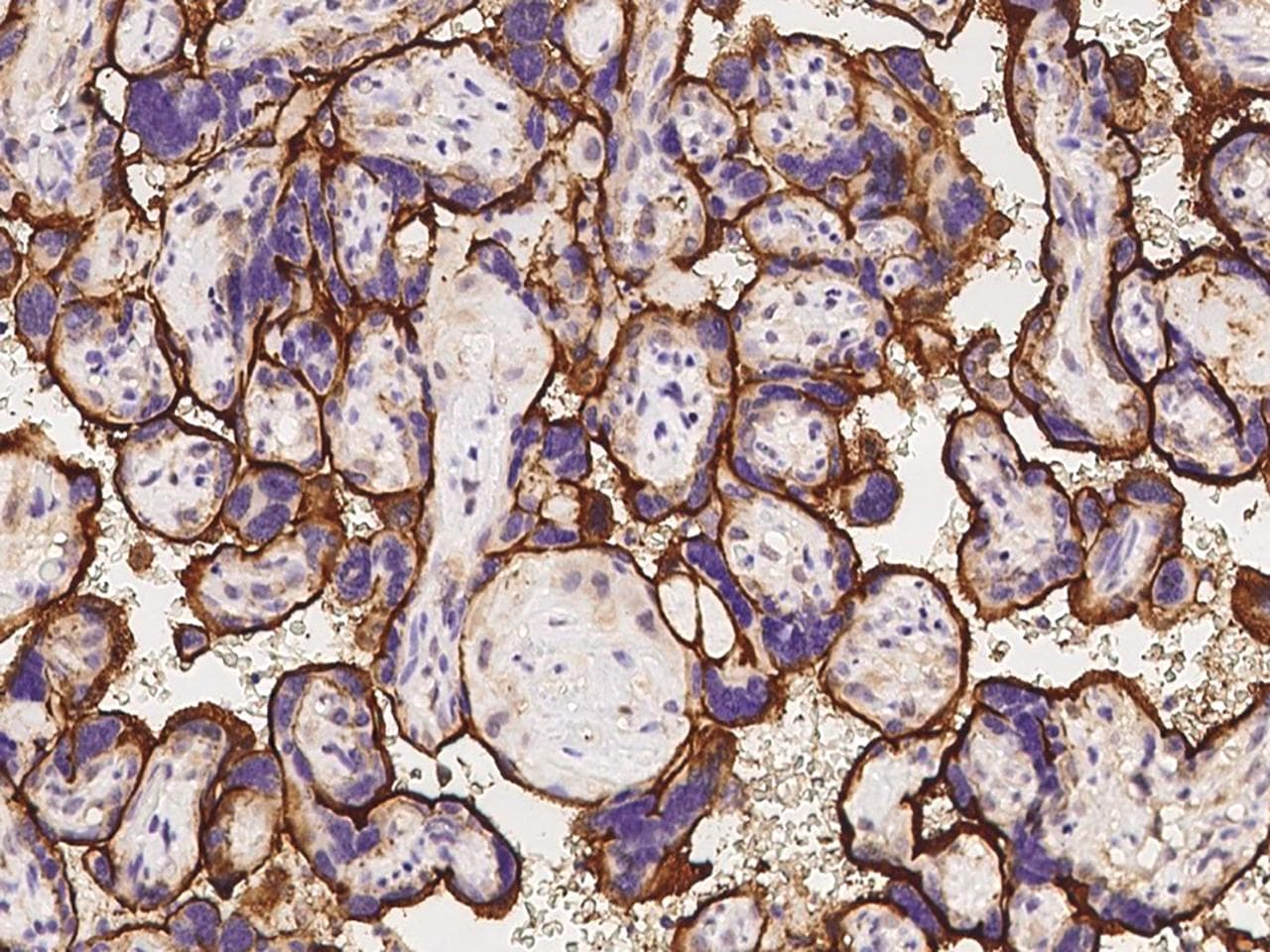 Polyclonal Rabbit anti-Human CD98 Antibody (Preservative Free, aa206-630, IHC, IF, WB)