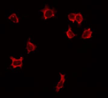 ITGA3 / CD49c Antibody