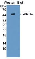 IL31 Antibody (clone A3)
