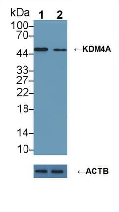 Polyclonal Rabbit anti-Human KDM4A / JHDM3A / JMJD2A Antibody (aa141-310, WB)