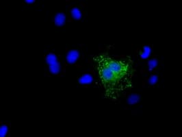 NME4 Antibody (clone OTI4E8)