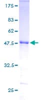 Human ZNF323 Protein (Recombinant GST)