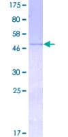 Human BDNF Protein (Recombinant GST)