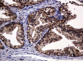 POGK Antibody (clone OTI6D5, Carrier-free)