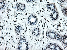 IRF3 Antibody (clone OTI5D2)
