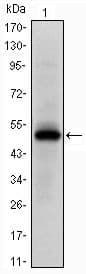 EPHA10 / EPH Receptor A10 Antibody (clone 200000000)