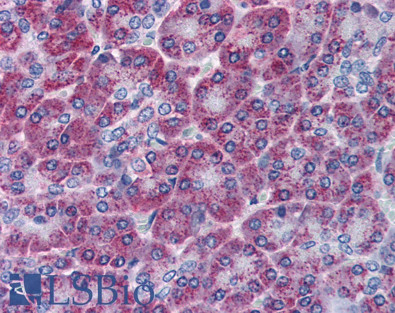 TEM1 / CD248 Antibody