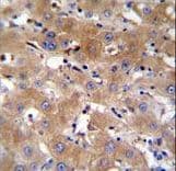 TRPM8 Antibody (aa263-292)