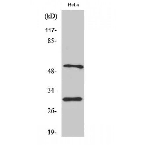CASP10 / Caspase 10 Antibody (400-480 aa, C-terminal)