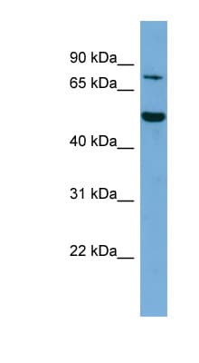 ELF4 / MEF Antibody (aa141-190)