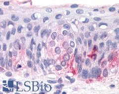 PathPlus™ T1R3 / TAS1R3 Antibody (N-Terminus)