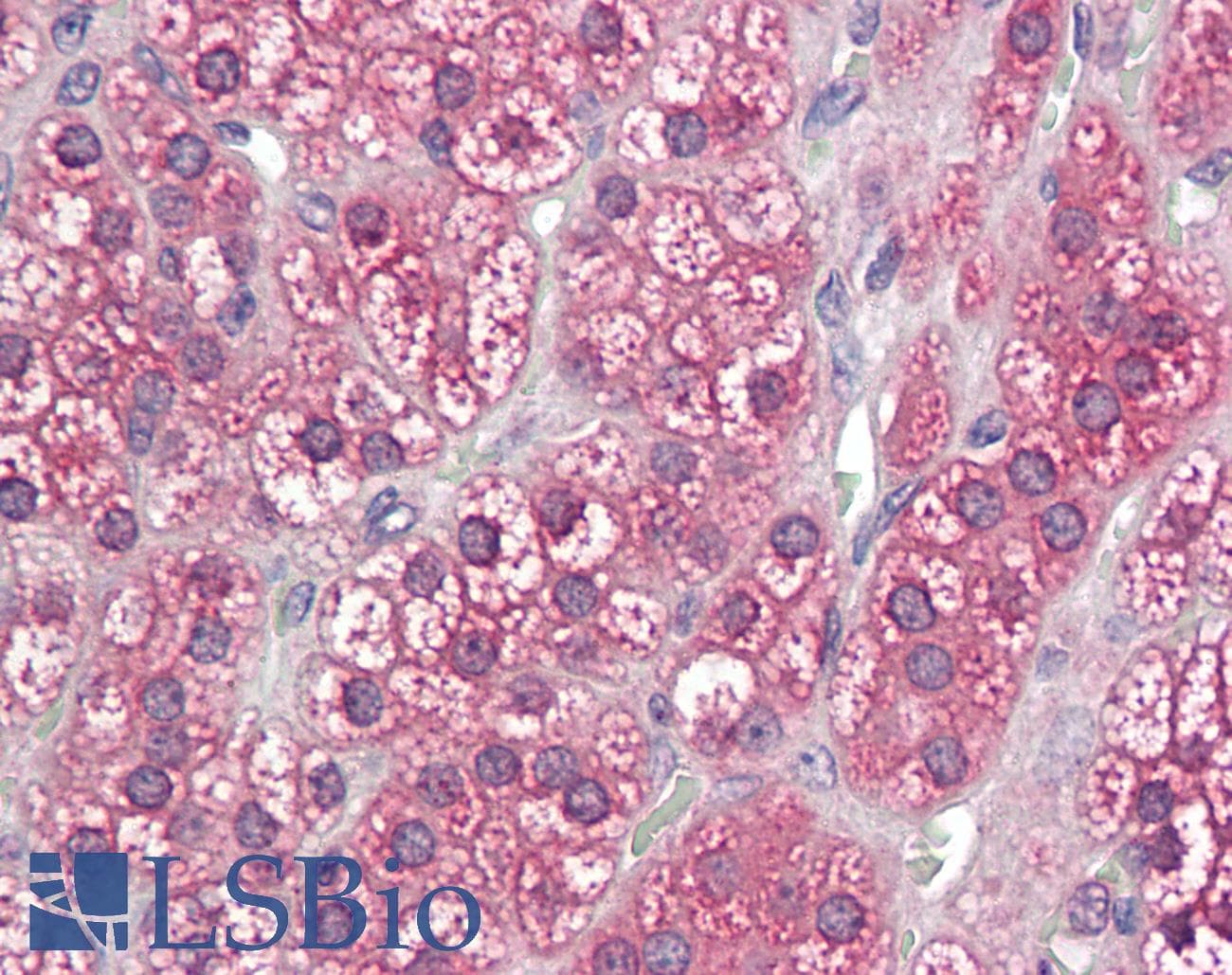 IHC-plus™ CYPOR / POR Antibody (aa381-391)