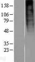 PROKR1 Protein (Over-Expression Lysate Myc-DDK (Flag))