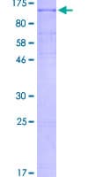 Human MAP4K1 / HPK1 Protein (Recombinant GST)