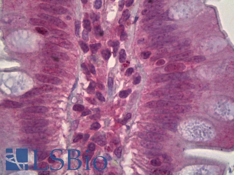 IHC-plus™ MAPK8 / JNK1 Antibody (clone 4H6)