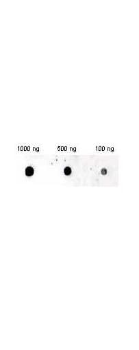 IHC-plus™ Insulin Antibody (clone 2D11.H5)
