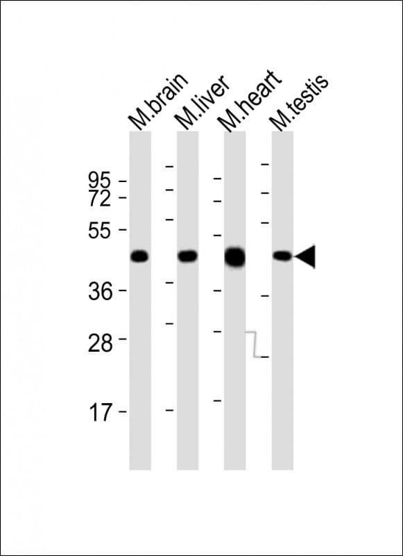 UTF1 Antibody (aa325-359)