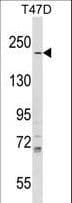 IQGAP1 Antibody (aa256-285)