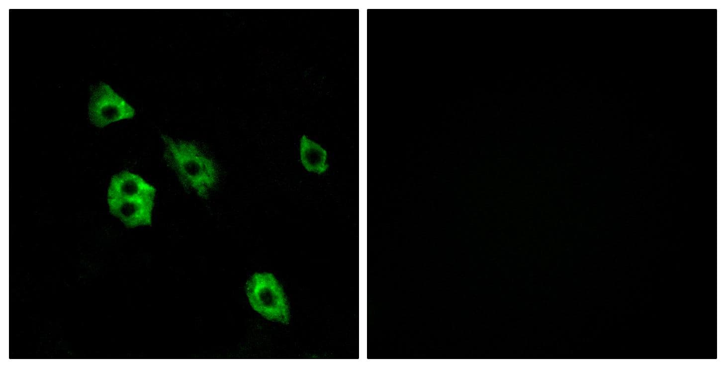 GPR27 Antibody