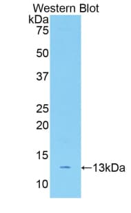 CTGF Antibody (aa245-346, APC)