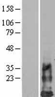 DAP10 Protein (Over-Expression Lysate Myc-DDK (Flag))