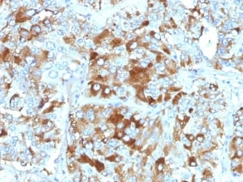 CHGA / Chromogranin A Antibody (clone CHGA/765, Ready-to-Use)