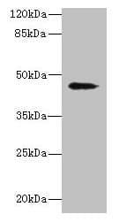 RBMS2 / SCR3 Antibody