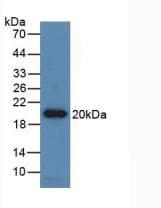 EPO / Erythropoietin Antibody