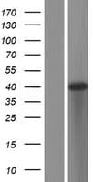 ATP6V1C2 Protein (Over-Expression Lysate Myc-DDK (Flag))