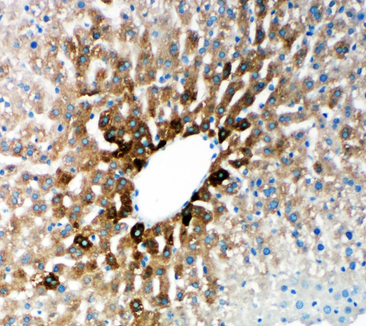 CYP2E1 Antibody (aa94-112)