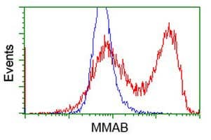 MMAB Antibody (clone OTI1G3)