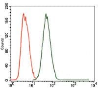 MELK Antibody (Amino Acid: 637-651:C-VYKRLVEDILSSCKV, clone 2G2)