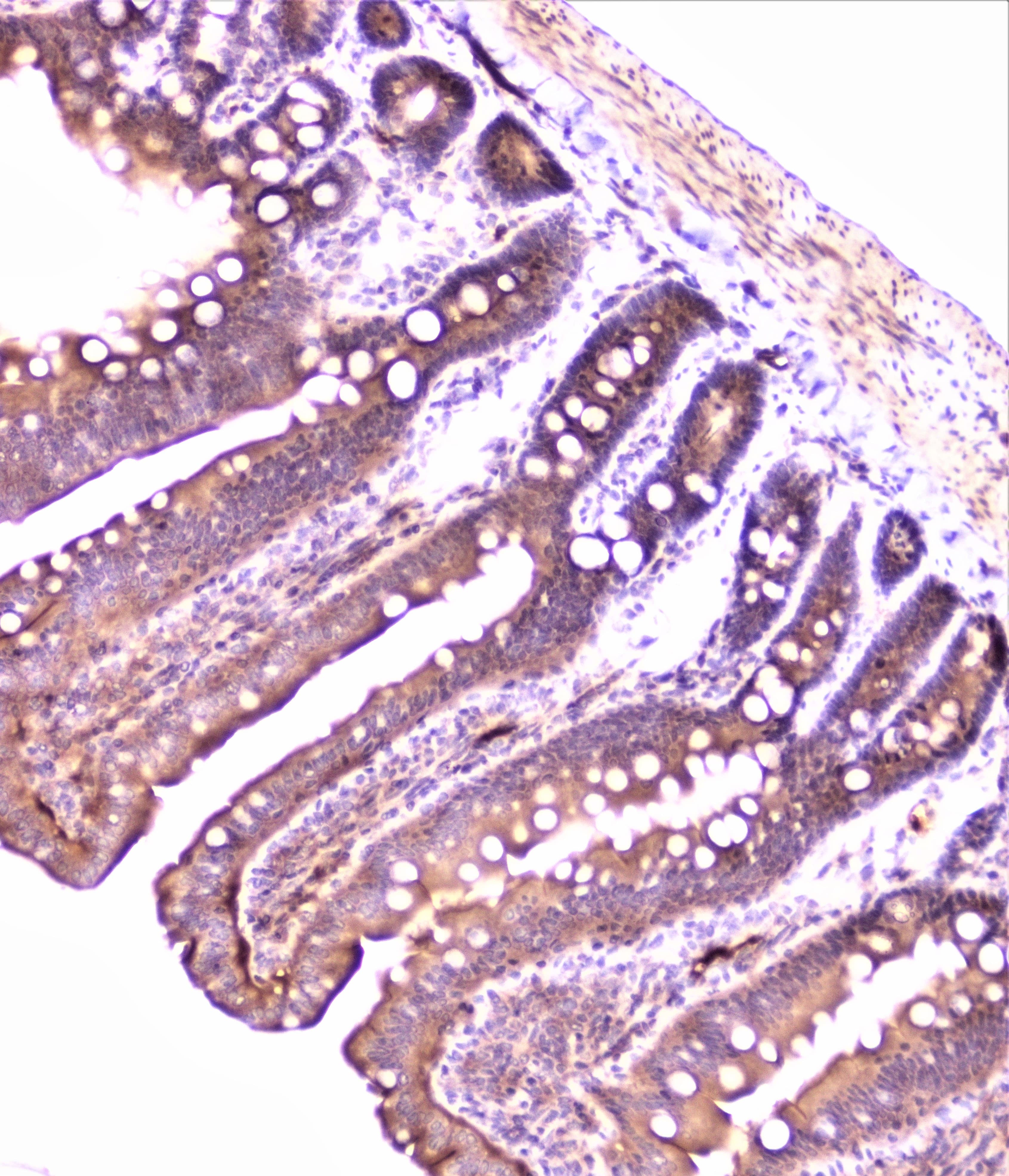 PON1 / ESA Antibody