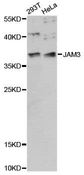 JAM3 Antibody