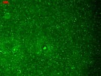 HCN1 Antibody (aa778-910, clone S70-28, AP)