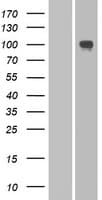 PCDHA2 Protein (Over-Expression Lysate Myc-DDK (Flag))