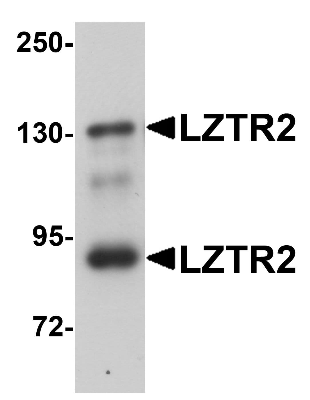 IHC-plus™ SEC16B Antibody