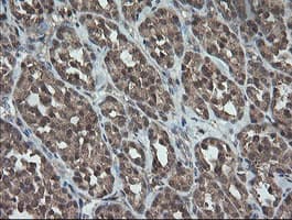 TRAPPC4 / Synbindin Antibody (clone OTI2E1)