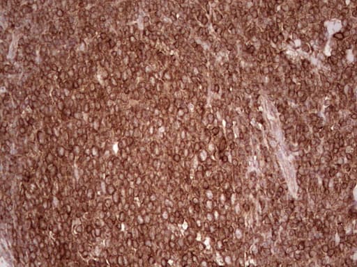 WIBG Antibody (clone OTI5E2, Carrier-free)