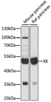 Polyclonal Rabbit anti-Human KX / XK Antibody (WB)