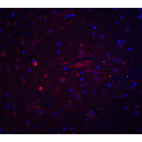 IHC-plus™ Adiponectin Antibody