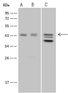 ALDOB Antibody