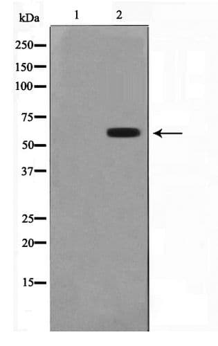 CYP2C19 Antibody