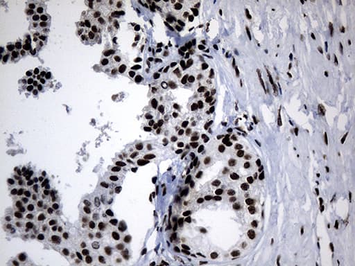 POLR2A / RNA polymerase II Antibody (aa1351-1614, clone OTI3C8, Carrier-free)